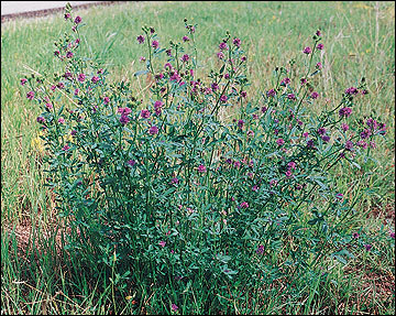Upright growth form and purple flowers are good identifiers of alfalfa