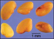 Alfalfa has kidney-shaped seeds