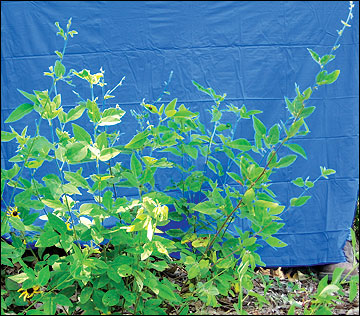 Desmodium leaves