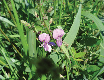 Desmodium flowers