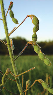 Seedpods are fuzzy and linked end to end