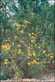 Bidens