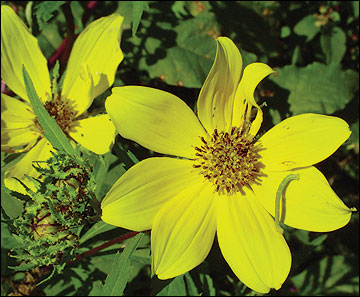 Bidens flowers