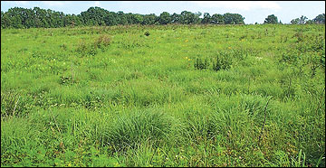 Clumpy growth of big bluestem