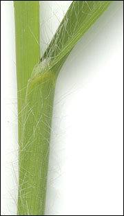 Hairs are common along the leaf sheath