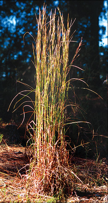 Clump of broomsedge