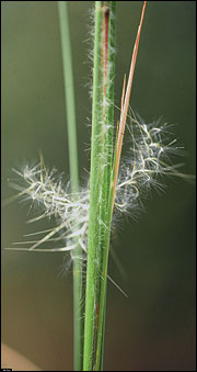 Broomsedge seeds