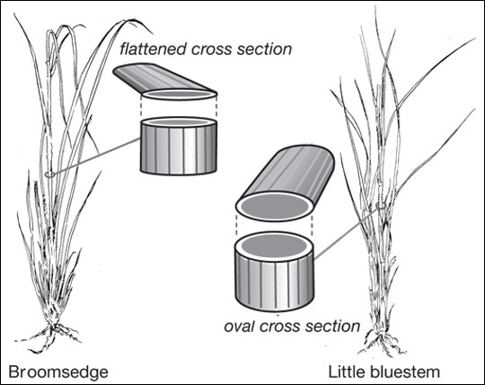 Cross section of stems