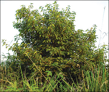 Shrub dogwoods are common in fence lines