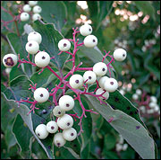 Fruits of the shrub dogwood