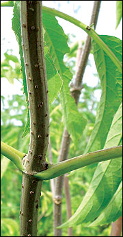 Elderberry twigs are covered with many lenticels
