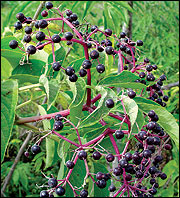 Mature fruits are purplish black