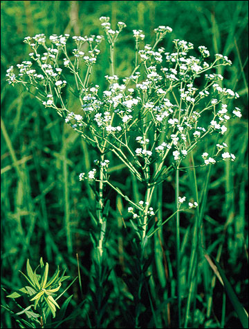 Numerous white flowers make flowering spurge conspicuous