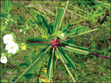 Spokelike arrangement (umbel) of flower stalks.