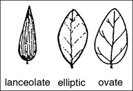 Lance-shaped leaves