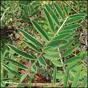 Leaves are pinnately compound