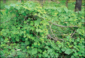 Wild grape can quickly cover a brush pile