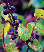 Wild grape fruits