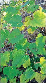Grape leaves are simple and alternate on the stem