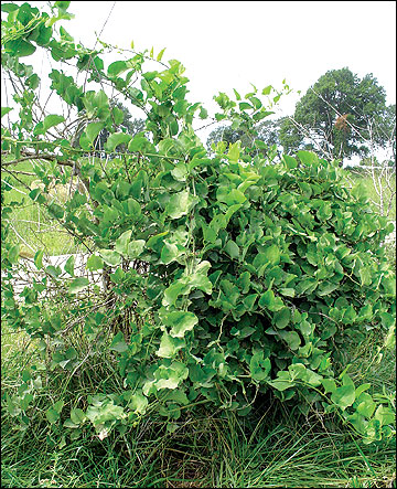 Dense tangles of greenbrier provide good escape cover