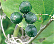 Greenbrier fruits