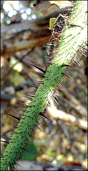 Stems are green and covered with prickles