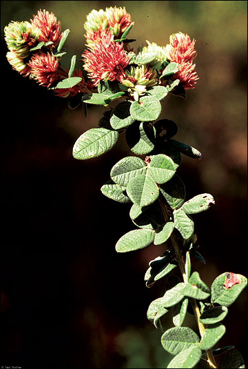 Leaves are composed of three leaflets