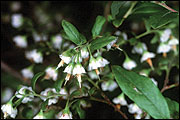 Flowers of huckleberry