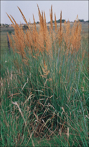 Indian grass