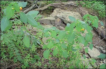 Jewelweed