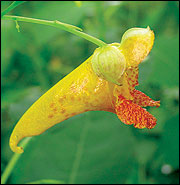 Jewelweed's distinctive, yellow-orange flower resembles a cornucopia