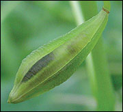 A ripe seedpod.