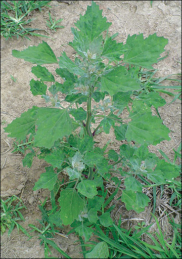 Upright growth and dense canopy