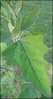 Leaves are triangular, with scalloped edges.