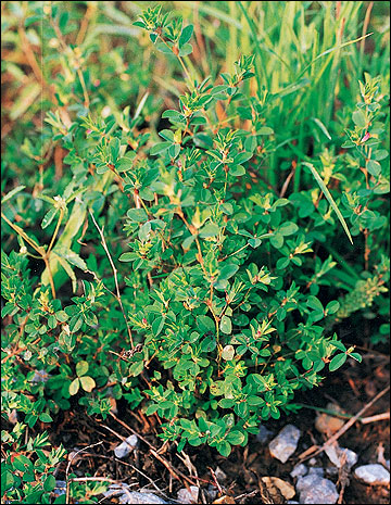 Lespedezas attract many insects