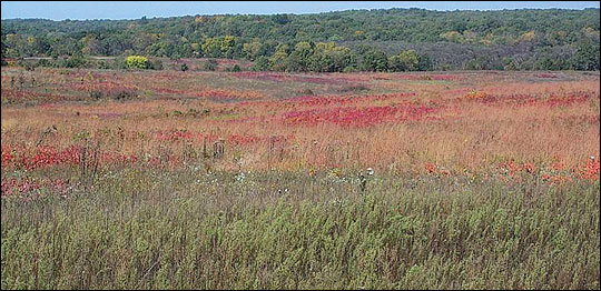 A mixture of native warm-season grasses, forbs, shrubs and annual weeds