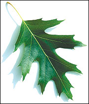Bristle tipped leaf