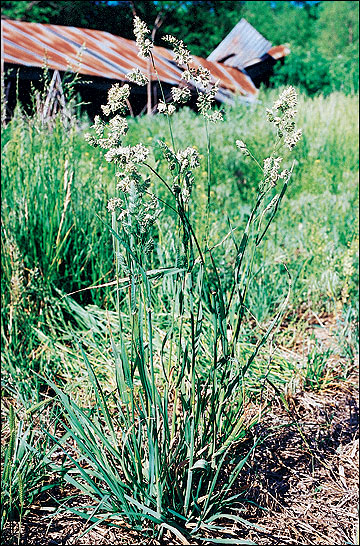 Orchard grass