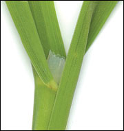 Orchard grass leaf blades have a V-shaped cross section
