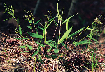 An open, sprawling panicle seed head