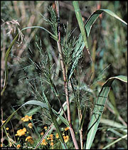 Panic grasses are prolific seed producers