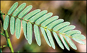 Leaves are compound