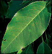 Wild plum leaf