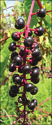 Dark purple berries