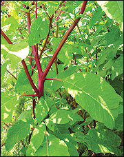 Reddish-purple stems and rather large leaves