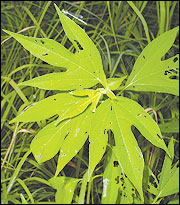 Leaves are commonly three-lobed, occasionally five-lobed