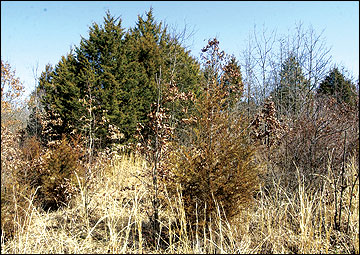 Eastern red cedar crowd out many plants and decrease habitat suitability