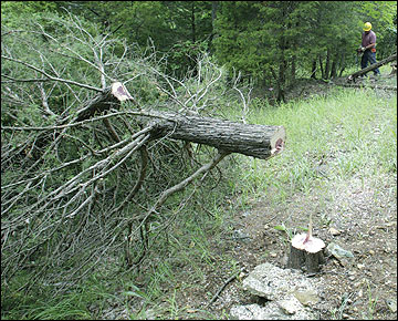 Red cedars more than 15 feet tall may provide better quail cover when they are cut down