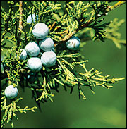 Female trees bear hundreds of blue berries