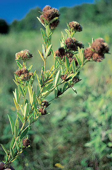 Seeds are retained well into winter